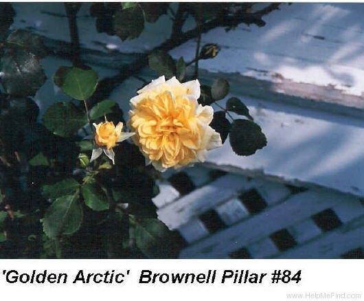 'Golden Arctic' rose photo