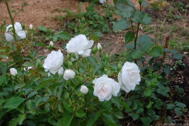 'Dominique Loiseau ™' rose photo