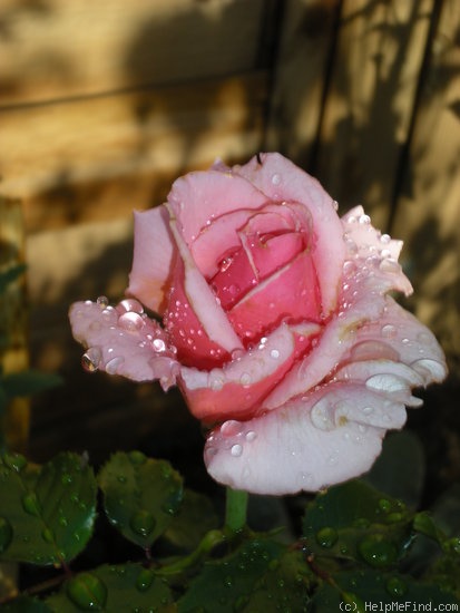 'Steffi Graf' rose photo