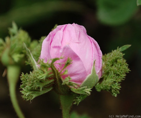 'Cristata' rose photo