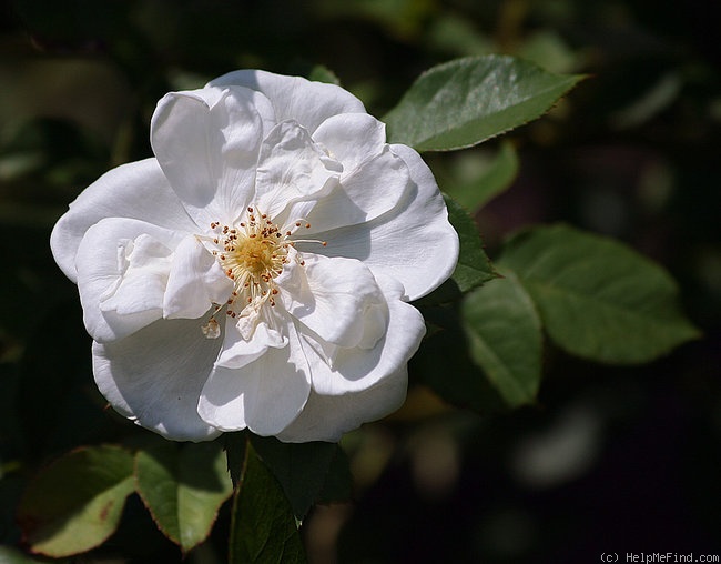 'Old Baylor' rose photo