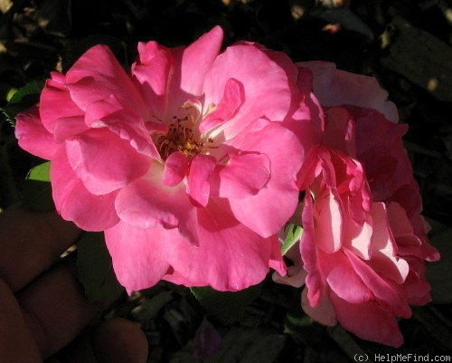 'Winifred Coulter' rose photo