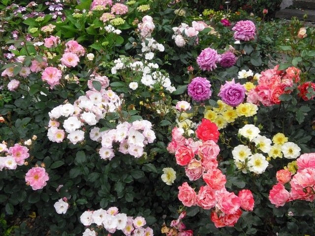 'Mirek - My Rose Garden'  photo