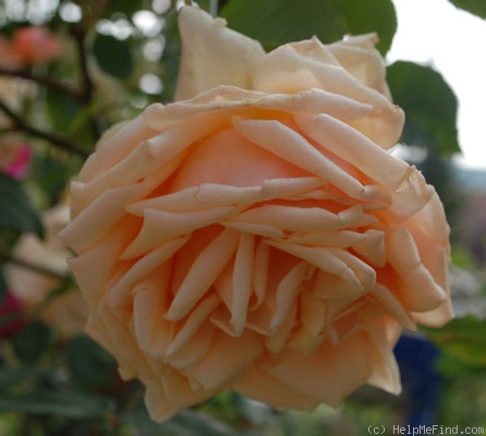 'Madame Jules Gravereaux' rose photo