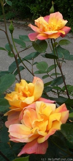 'Soeur Thérèse' rose photo