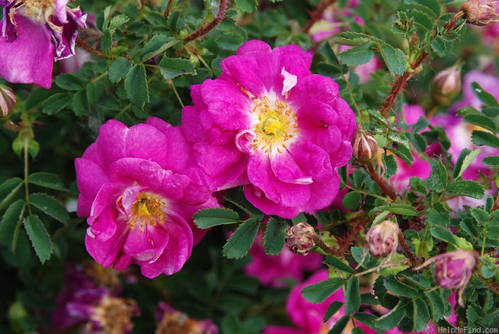 '<I>Rosa spinosissima</i> 'William III'' rose photo