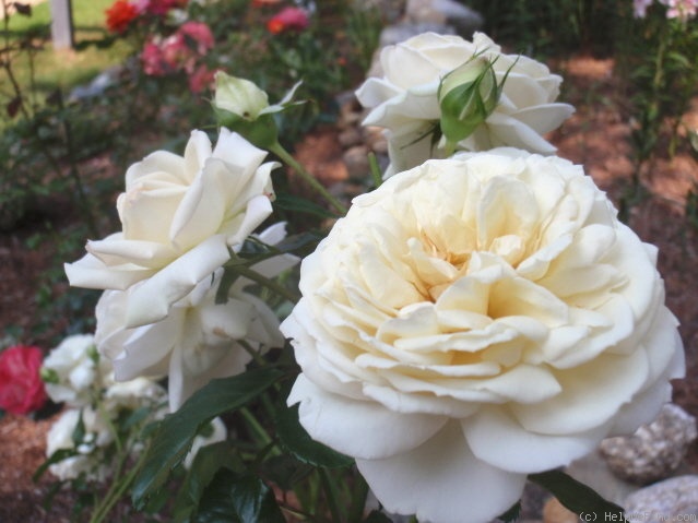 'White Gold (floribunda, Cocker, 1998)' rose photo