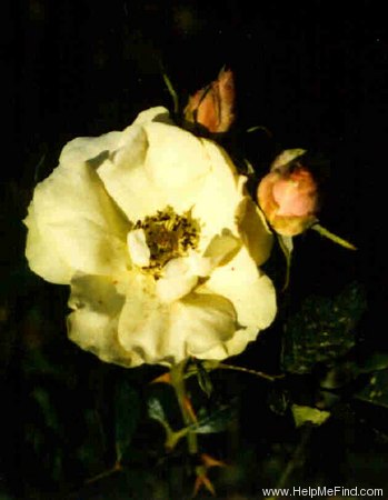 'Greensleeves' rose photo