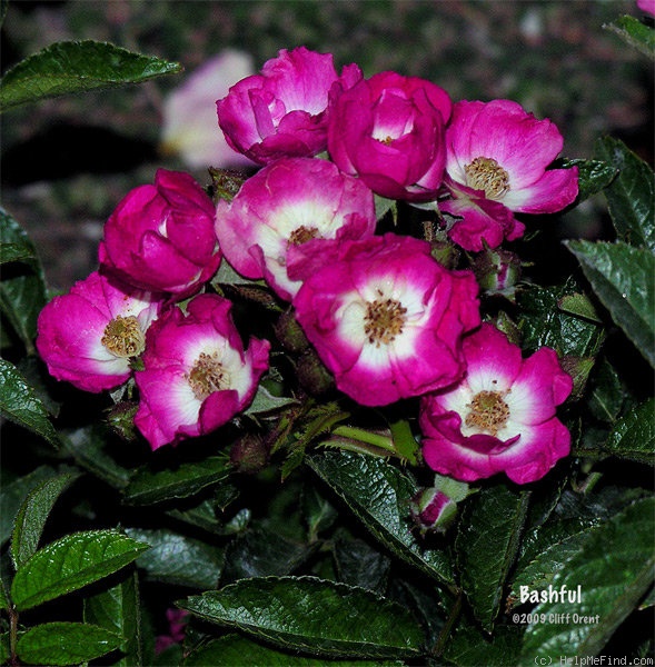 'Bashful' rose photo