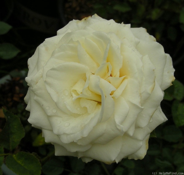 'Tiara (floribunda, Boerner, 1960)' rose photo