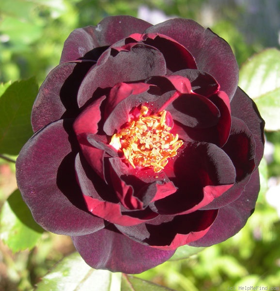 'OLXPB' rose photo