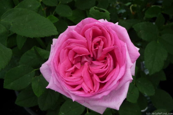 'Madame Joseph Bonnaire' rose photo
