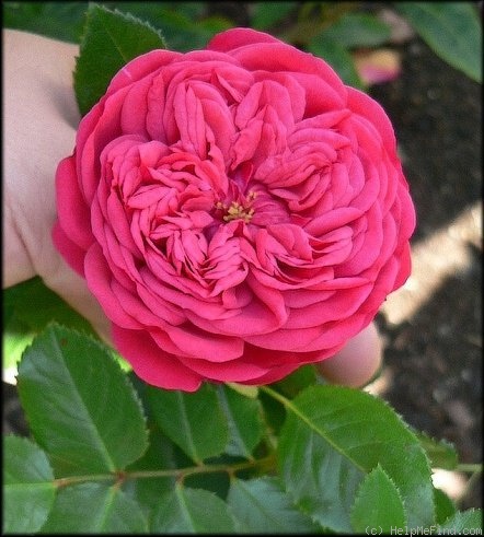 'Piano ® (hybrid tea, Evers/Tantau, 2007)' rose photo