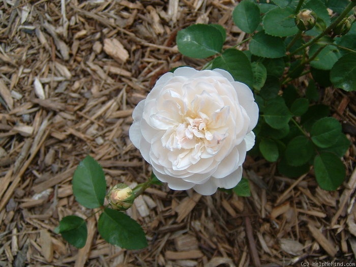 'Lucille' rose photo