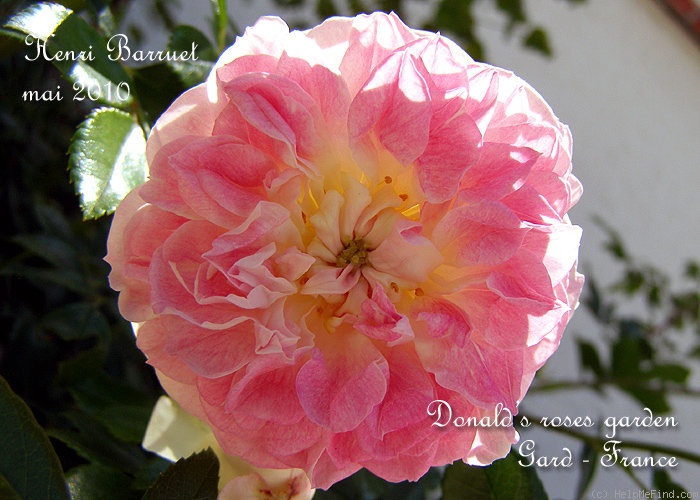 'Henri Barruet' rose photo
