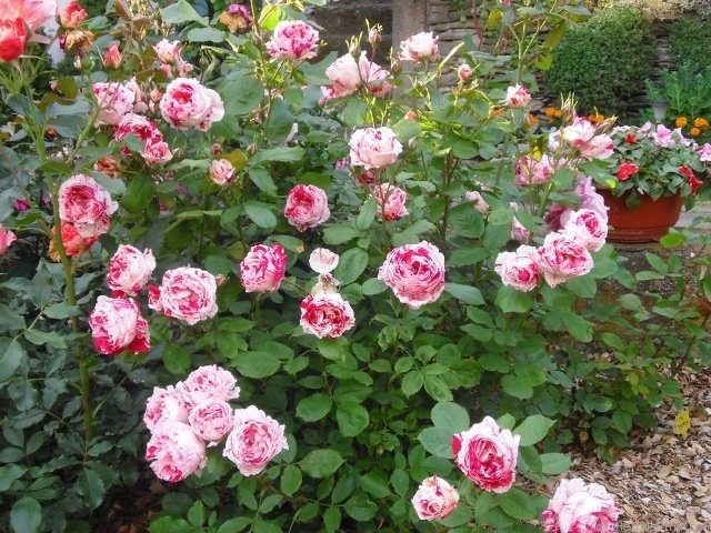 'Scentimental ™ (floribunda, Carruth, 1996)' rose photo