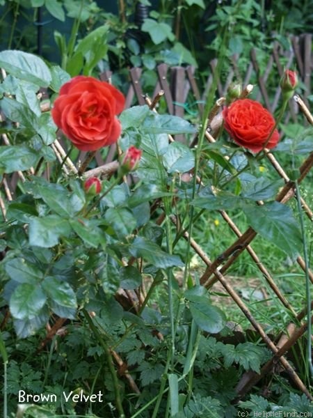'Brown Velvet' rose photo
