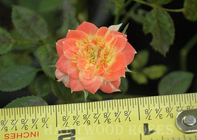 'Sungold (miniature, Moore, 1983)' rose photo