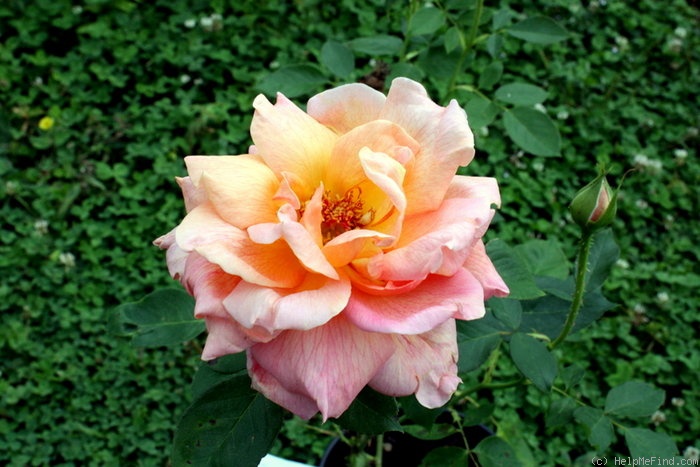 'Signora Piero Puricelli' rose photo