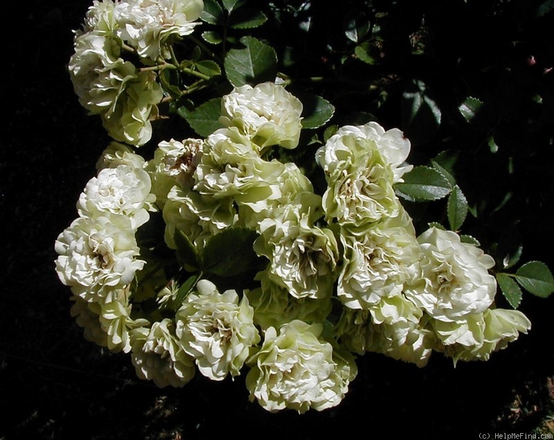 'Green Ice (miniature, Moore 1971)' rose photo