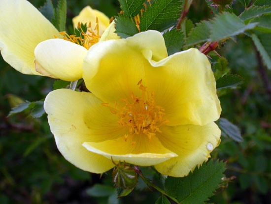 'Ormiston Roy' rose photo