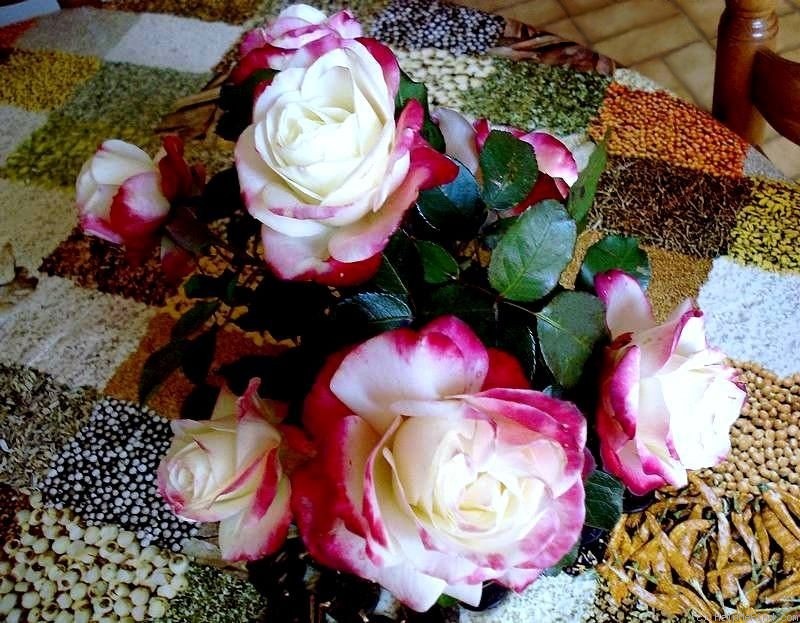 'Jubilé du Prince de Monaco ®' rose photo