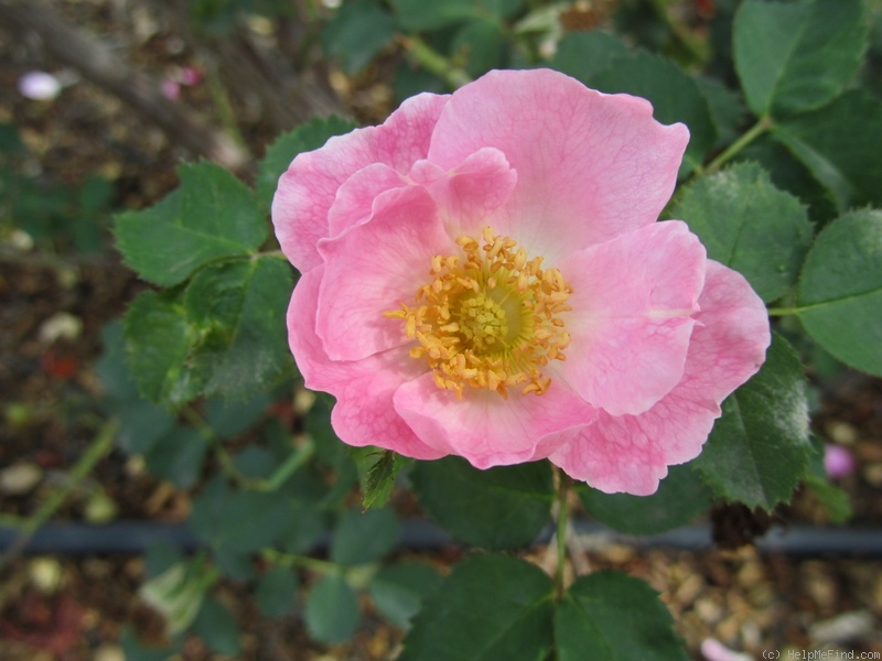 'Julia Mannering' rose photo