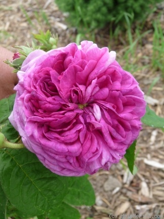 'Ellen Tofflemire' rose photo