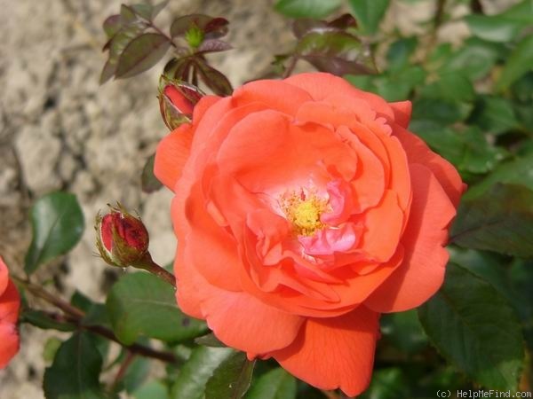 'Hungaria' rose photo