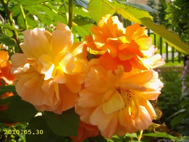 'Climbing Westerland' rose photo
