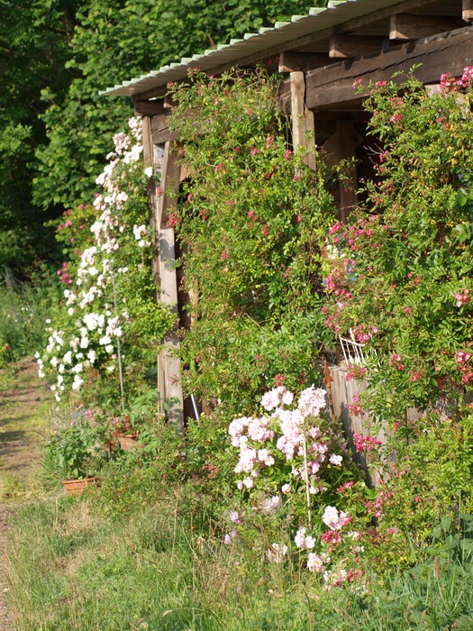 'Fitzbek Rose Garden'  photo