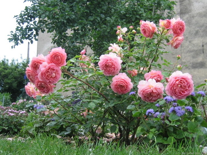 'Jubilee Celebration (shrub, Austin 2002)' rose photo