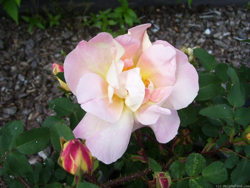 'Claus Groth' rose photo