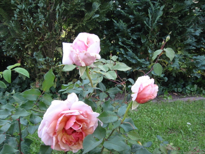 'Madame Eugène Picard' rose photo