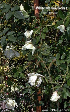 'Climbing White Maman Cochet' rose photo