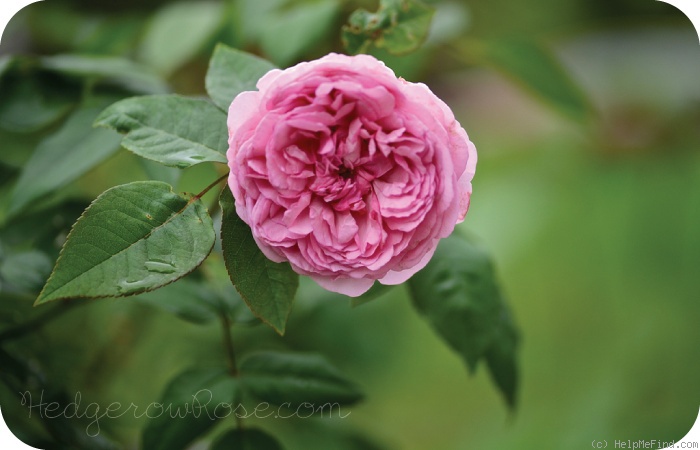 'Madame Ernest Calvat' rose photo