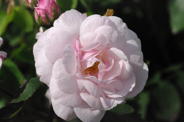 '<i>Rosa</i> X Bourboniana' rose photo