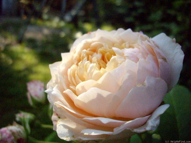 'Ginger Syllabub (Large Flowered Climber, Harkness, 2000)' rose photo