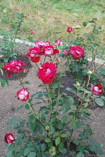 'Nicole (hybrid tea, Kordes, 1998)' rose photo