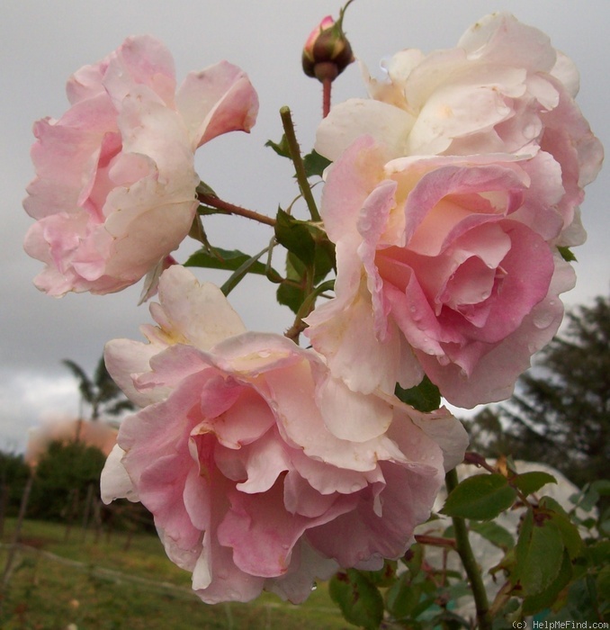 'Brindabella Pink Bouquet' rose photo