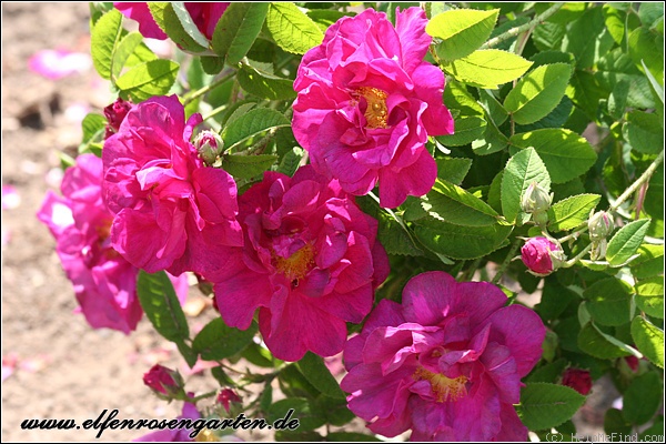 'Officinalis' rose photo