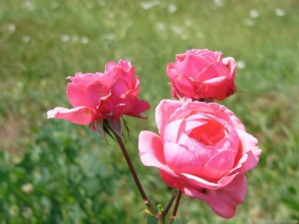 'General-Superior Arnold Janssen' rose photo