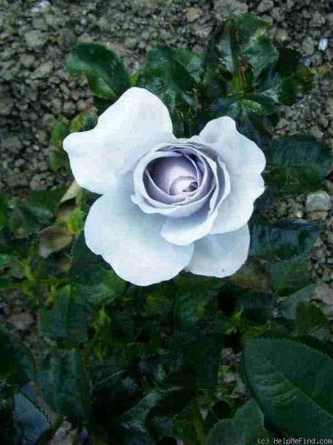 'Blue Bajou ® (Floribunda, Kordes, 1993)' rose photo