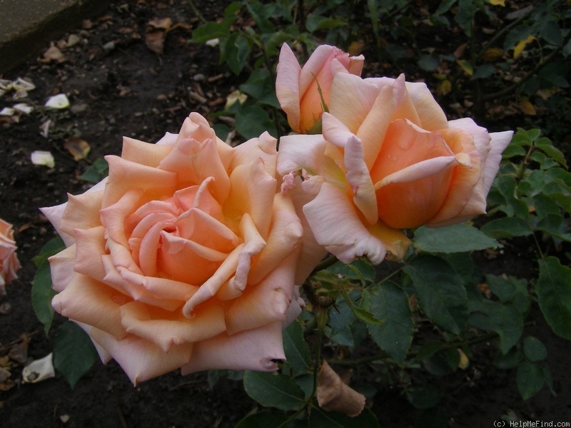 'Píseň' rose photo