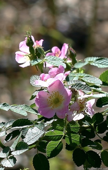 'Sweet Briar' rose photo