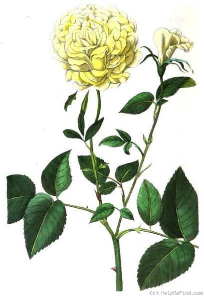 'Smith's Yellow China' rose photo