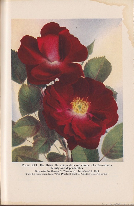 'Dr. Huey' rose photo