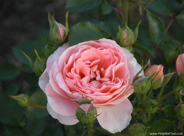 'Summer Dream (floribunda, Fryer, 1989)' rose photo
