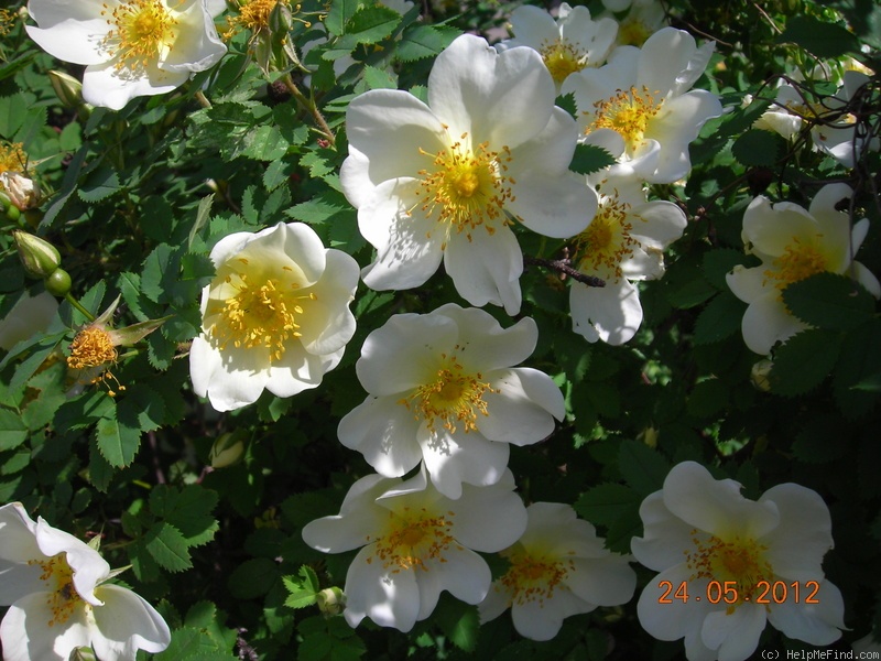 'Burnet Rose' rose photo