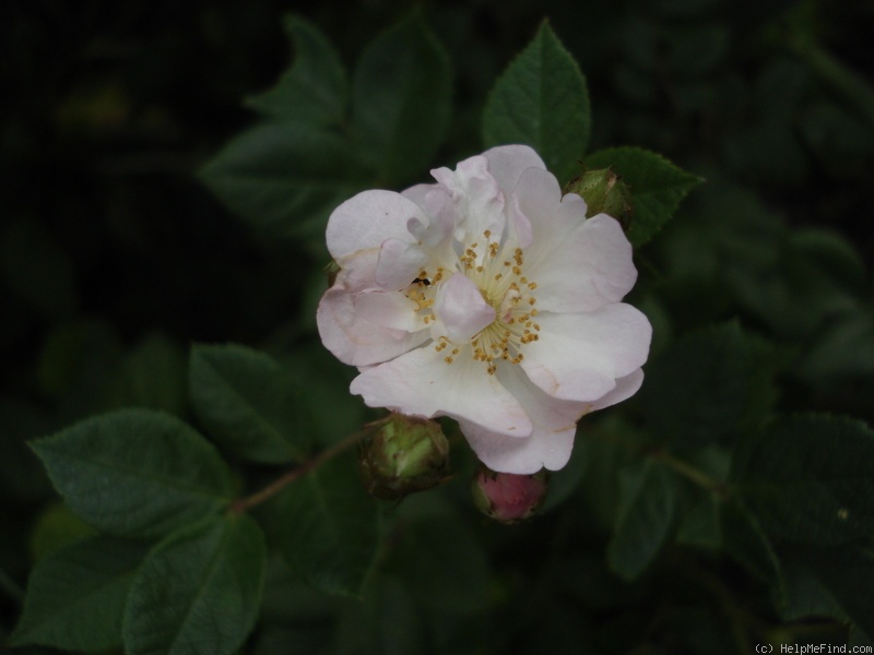 'Perennial Blush' rose photo